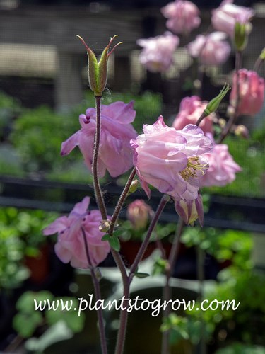 Dorothy Rose Columbine (Aquilegia vulgaris)
The light pink flowers are a 